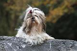 SHIH TZU 163